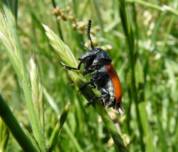 da identificare: Labidostomis